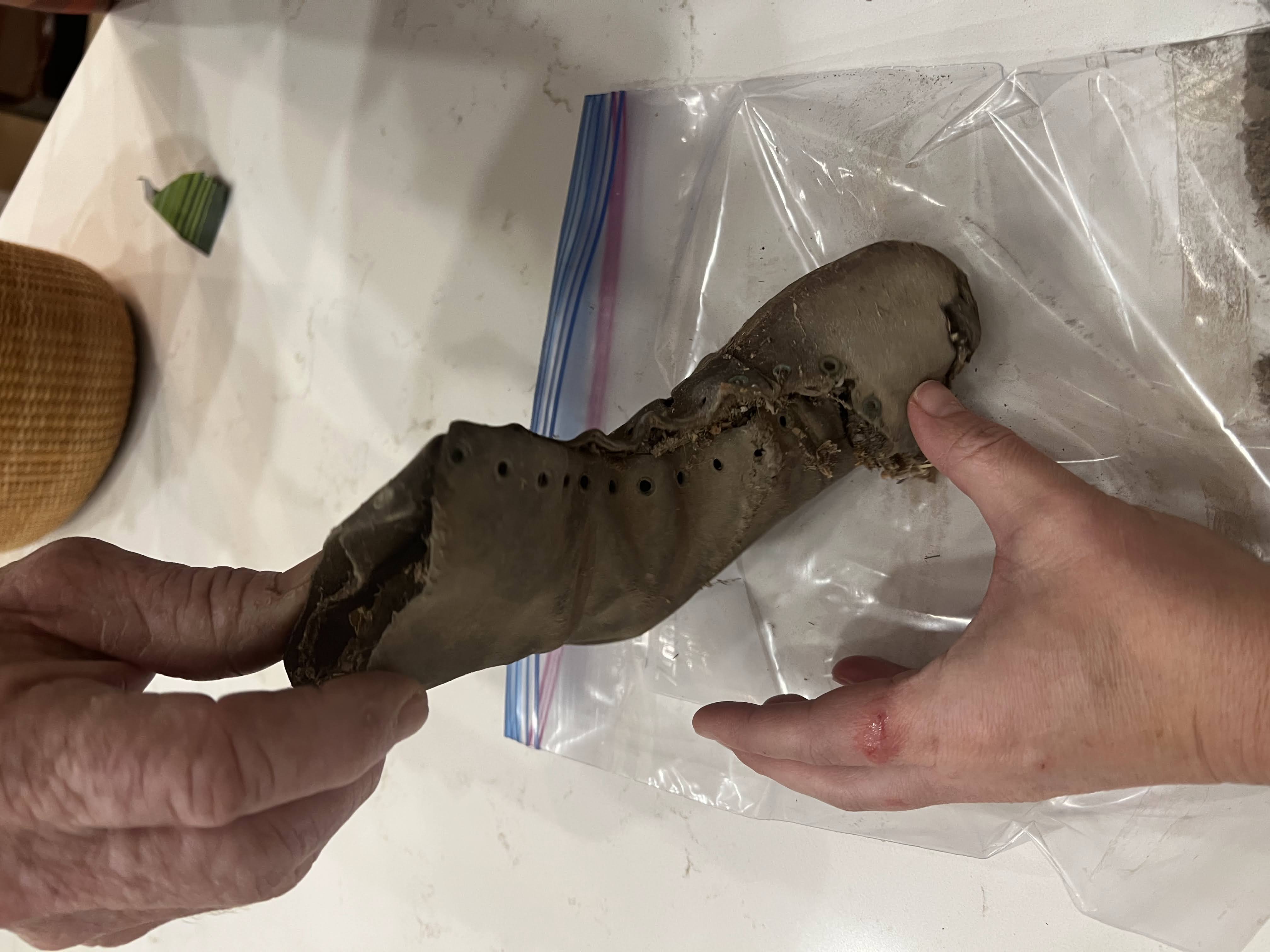 Holding the pioneer children’s boot found beneath the floor
