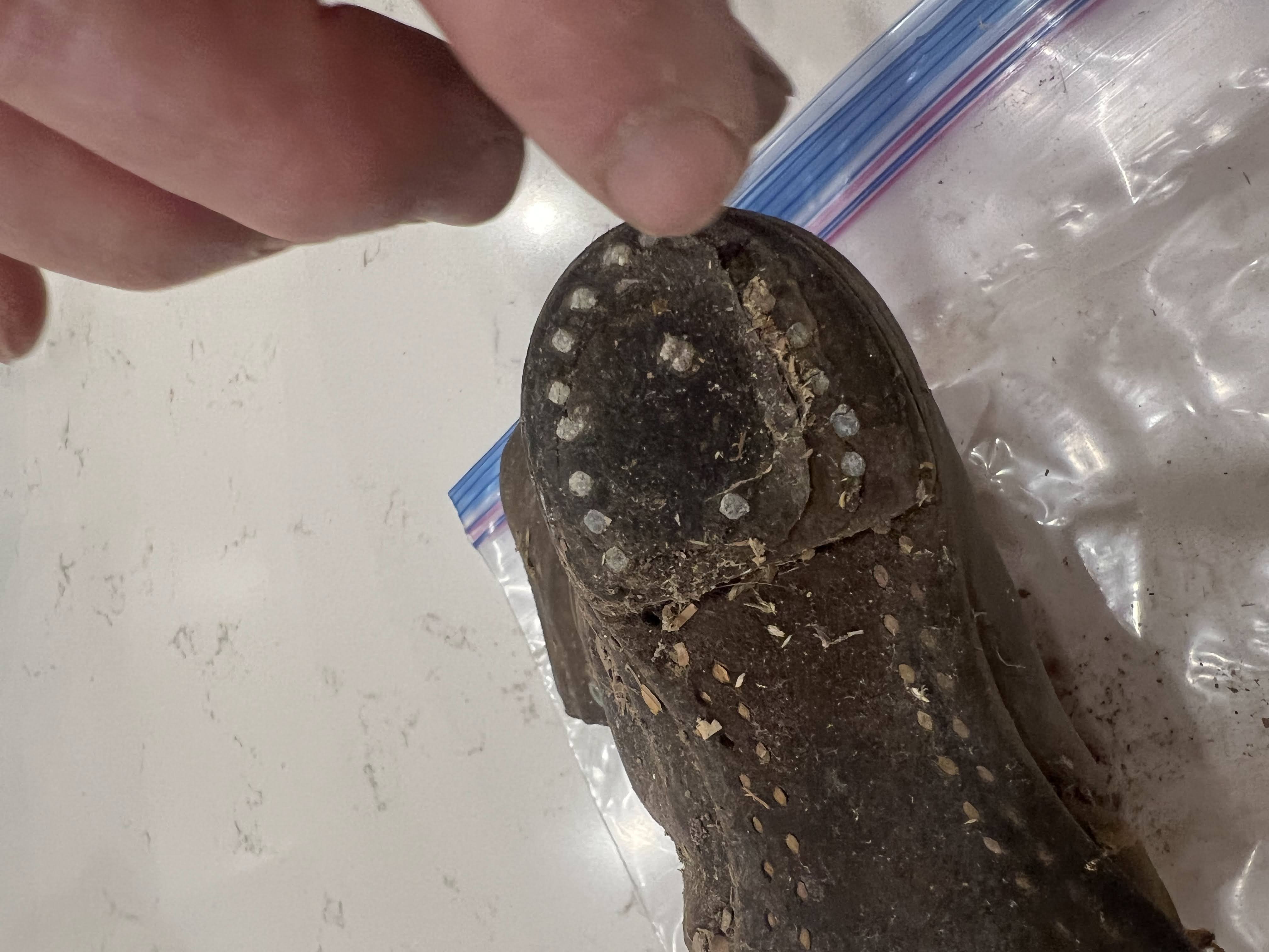 Holding the tiny pioneer boot discovered beneath the floorboards